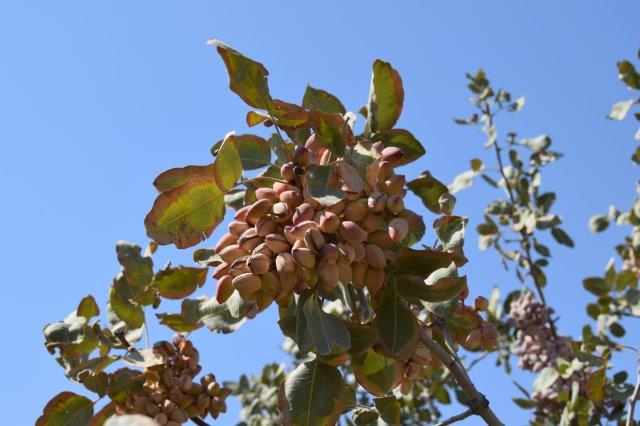 Pistachio cluster growing on a tree at Salari Farm in Varamin