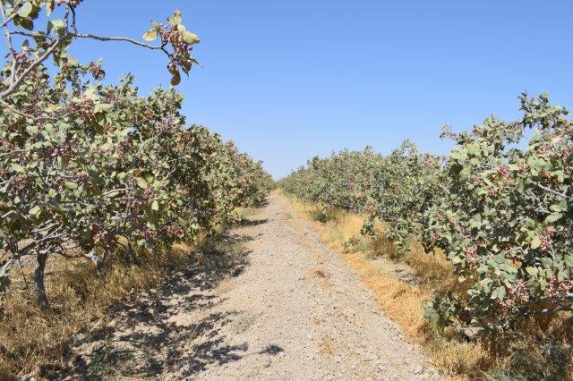 Rows of mature pistachio trees at Salari Farm
